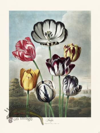 11 Tulips